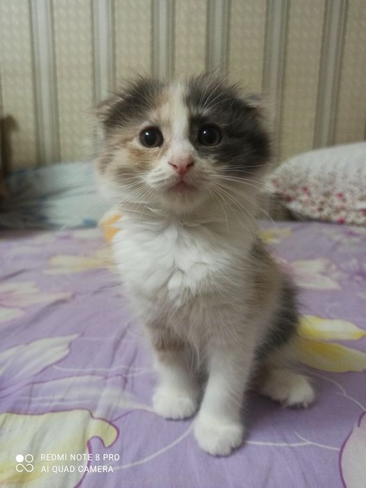 Срочно продам котёнка в хорошие руки.