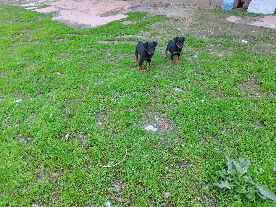 Резерв Ягдтерьер  щенки Родословные