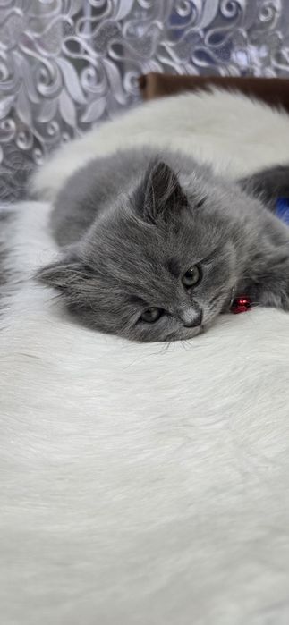 Pisica British Blue