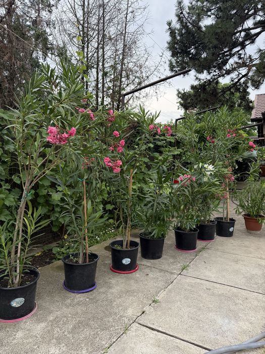 Leandri ornamentali ~1.9m albi si roz ,foarte infloriti cu ghiveci