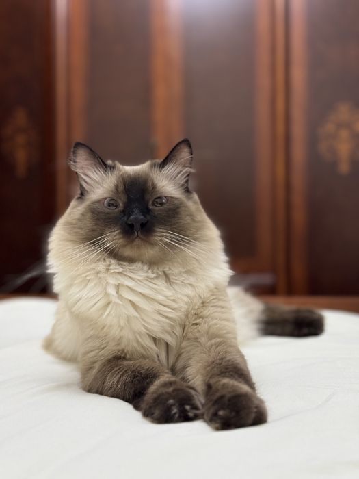 Кот ищет невесту