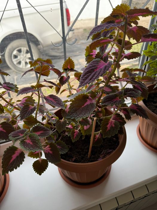 Колеусы несколько