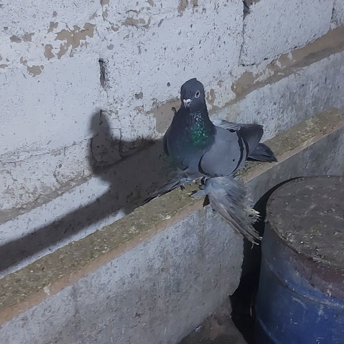 Сизи самка гребля игра тяга канкретна