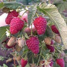 Малина Маравилла,Делнива,Енросадира,Полка,Полана.