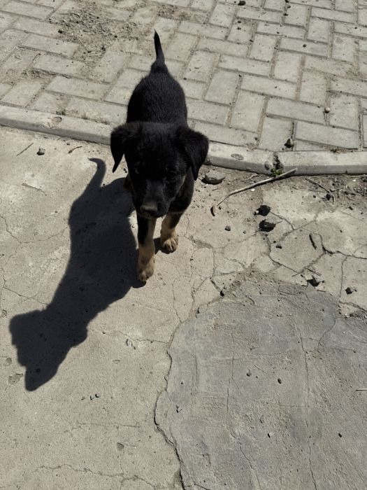 Раздаю щенят бесплатно