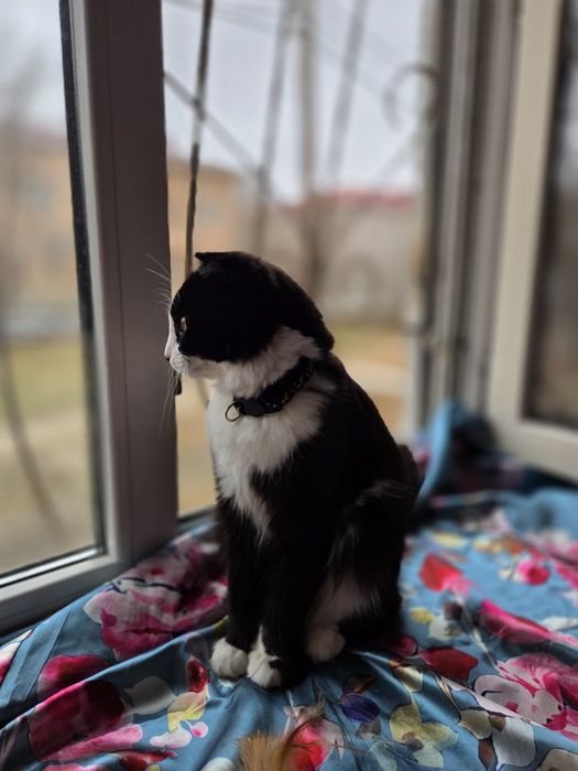 Котёнок в добрые руки!