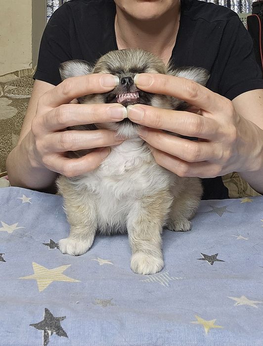 Щенки чихуахуа  мальчики