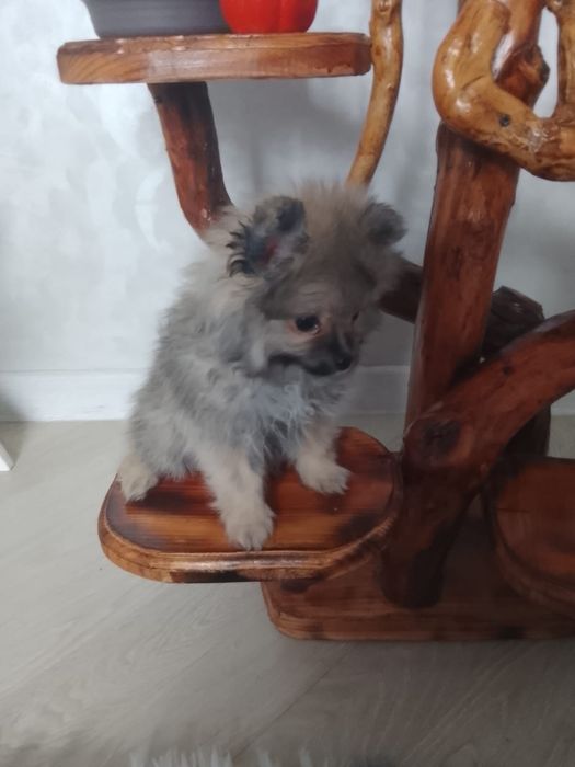 Продам 2 щенков малого немецкого шпица