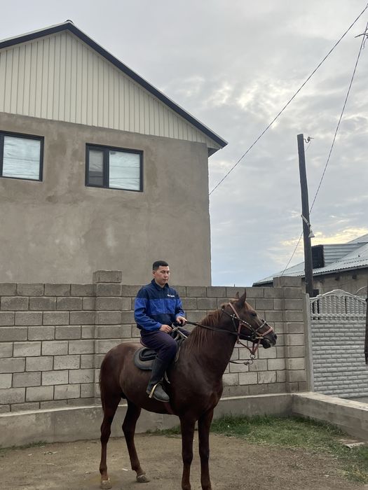 Айгыр сатыладыыы
