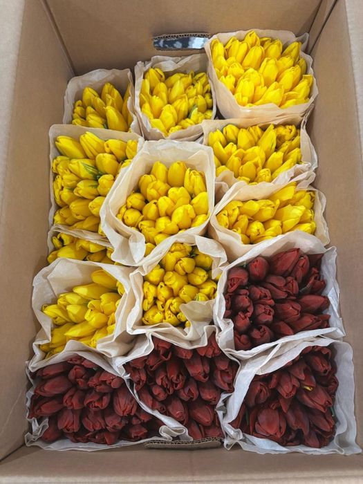 Продам тюльпаны к 8 марта