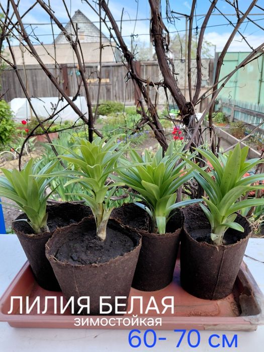 Продам Лилии в Костанае