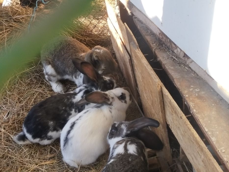 Крольчата  продам