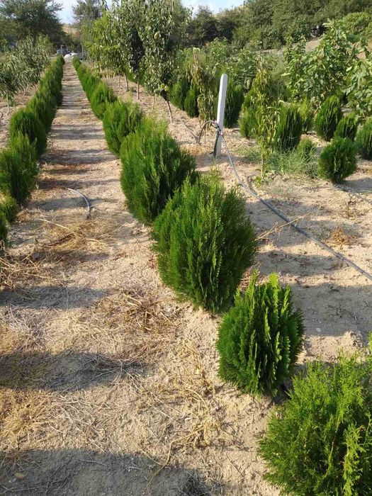 източна туя вечно зелена