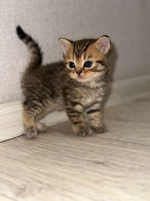 Продам котят британцы