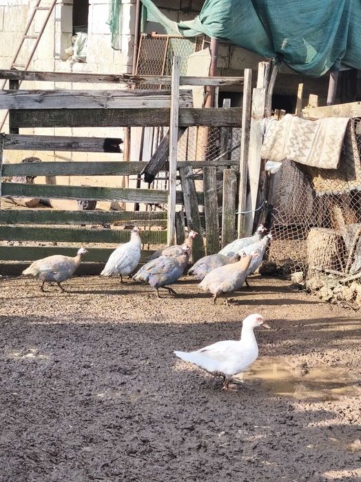 Bibilici de vânzare