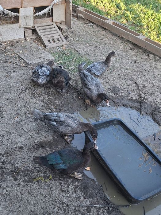 Boboci rața lesesti