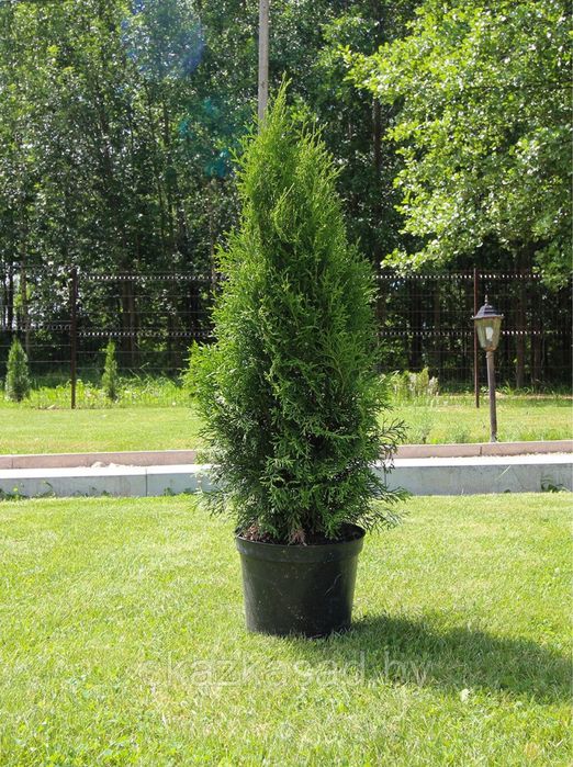 Туя смарагд колоннавидный