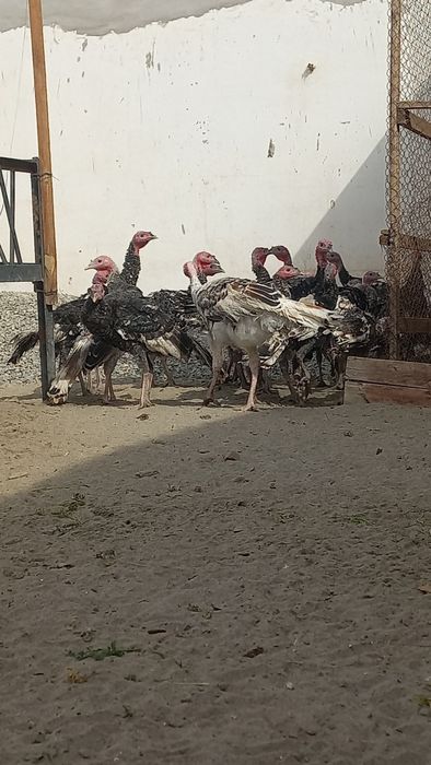 Индюк сотилади 500 000 минг сом пули галишилади домашний