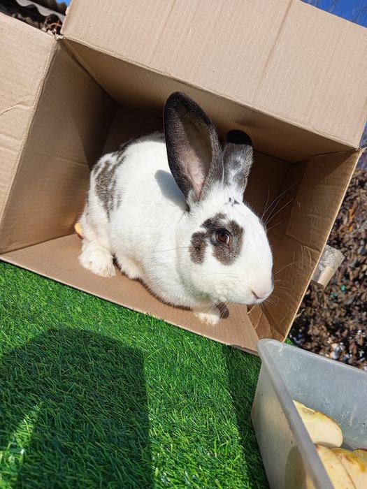 Продам Миксов кроликов