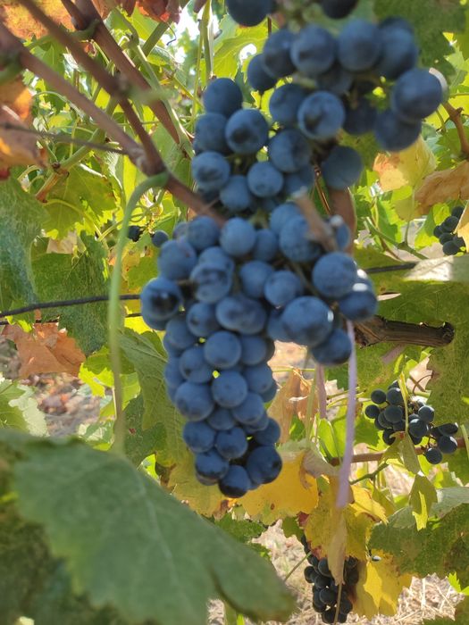 Vând struguri merlot