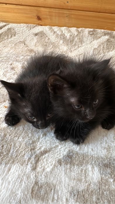 Котята в хорошие руки