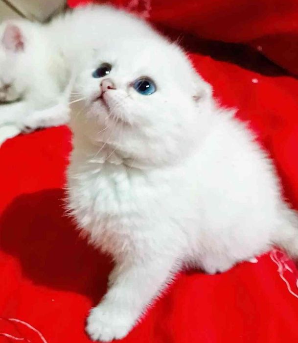 Продаю котят скотиш фолд и шиншиллу
