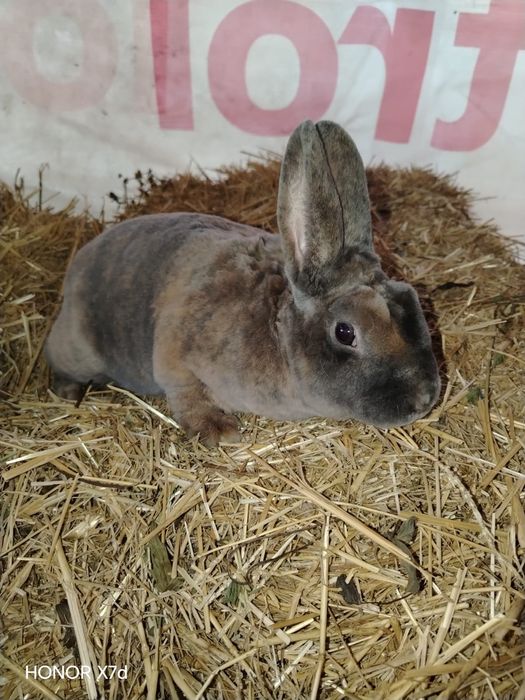 Mascul Rex pitic japonez