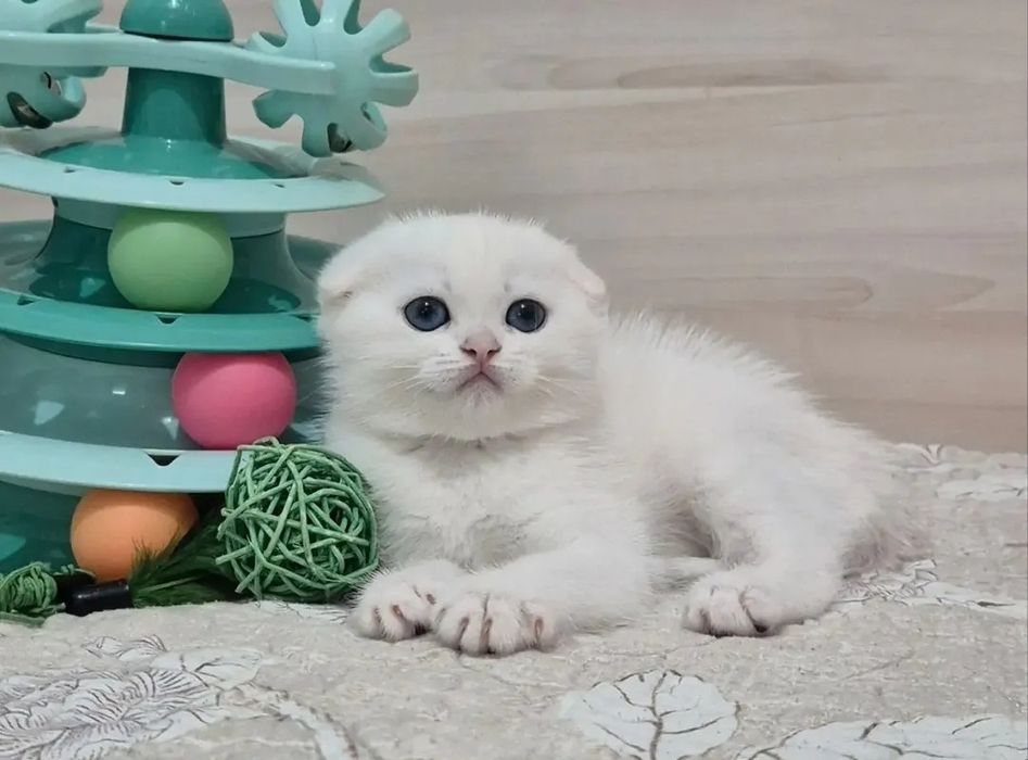 Малыши в белом окрасе