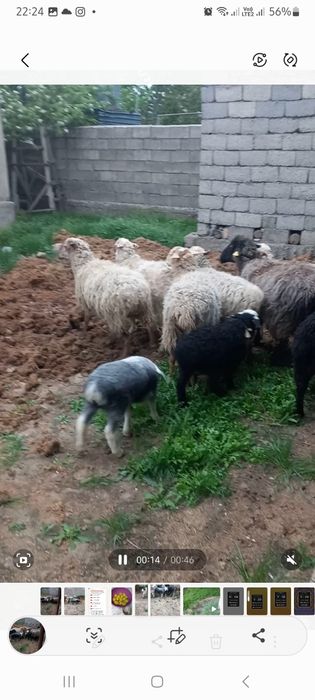 Срочно сатылады 7 бас