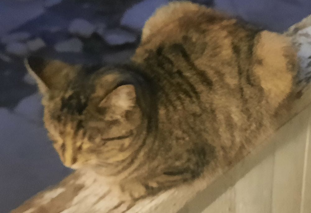 MUSHUKCHA SOTILADI kelishtirib  beramiz