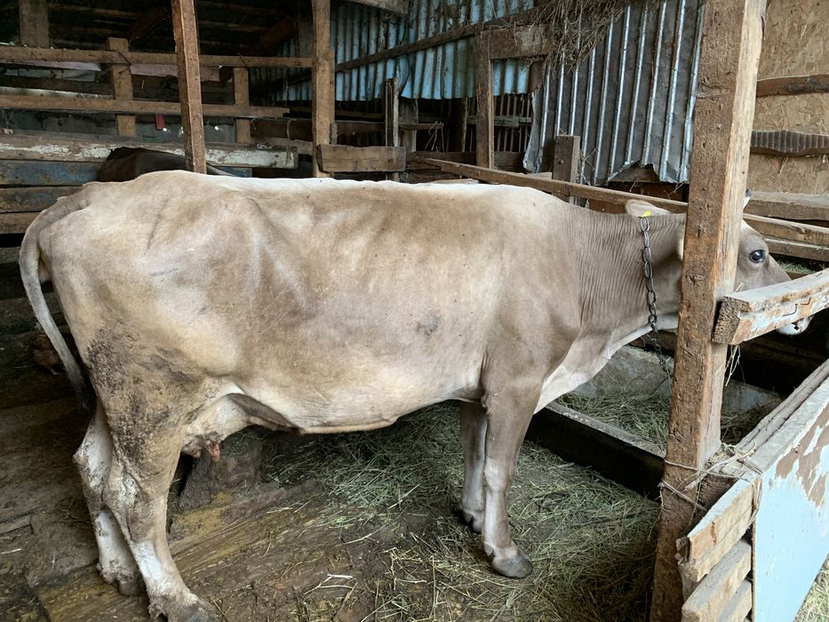 Корова Алатауская