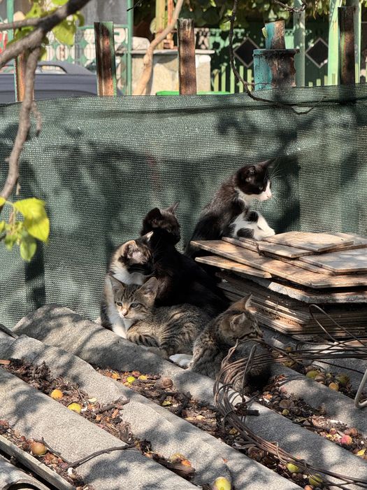 Подарявам котенца