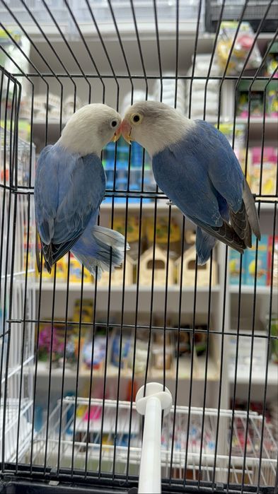 Волнистый, карелла, канарейка,