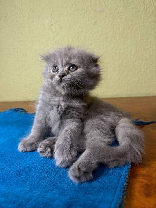Котята скоттиш фолд