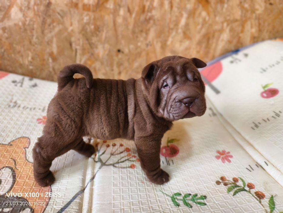 Шикарные щенки шарпея.