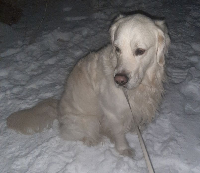 Золотистый Ретривер ждёт на вязку.