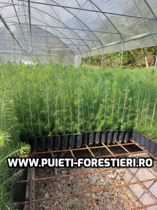 Puieti containerizati molid (Picea abies) apti de plantat