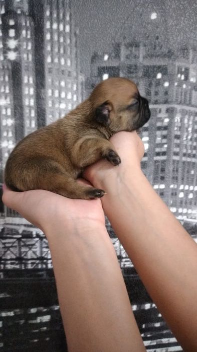 Сладкие булочки Французский бульдог