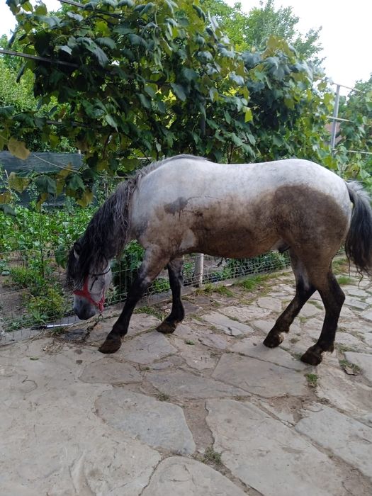 Cal De Vânzare Ingrijit  Cu coama in două părți