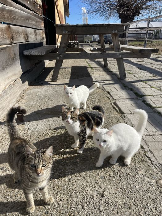 Подарявам котета