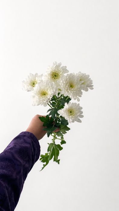 Хризантемы свежие цветы