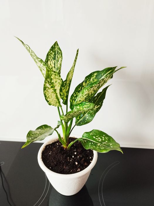 Продам Аглаонемы