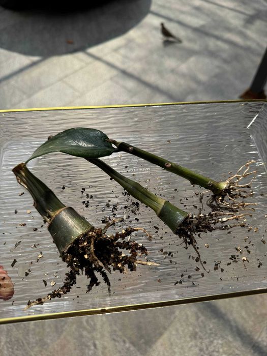 Замиокулькас Равен и Зеленый — клубни