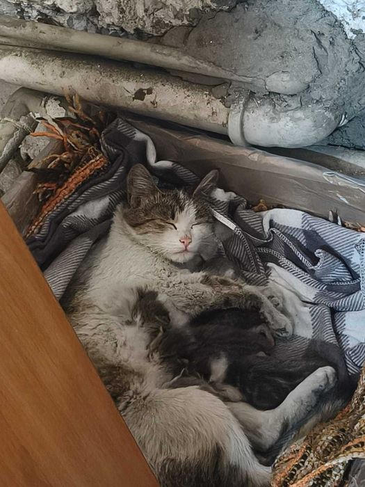 Помогите спасти кошачью семью