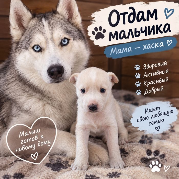 Отдам щенков хаски