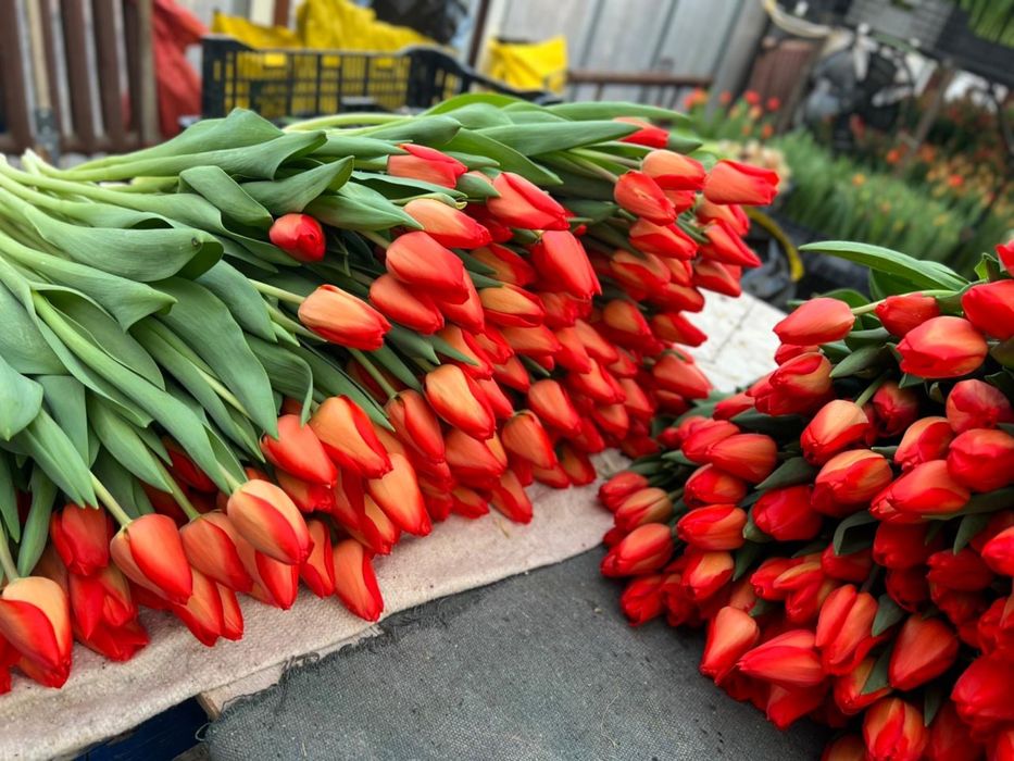 Тюльпаны премиум класса к 8 Марта!