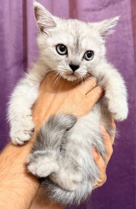 britanskiy chinchilla