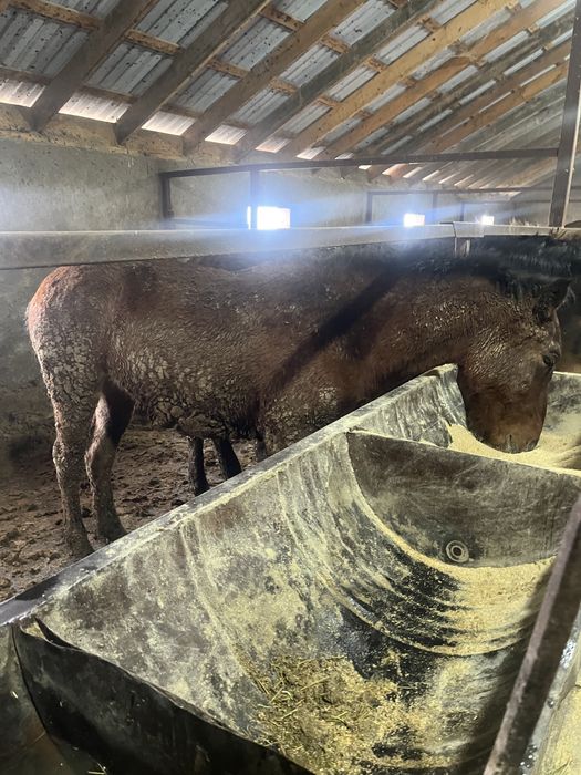 Тайлар сатыладыы