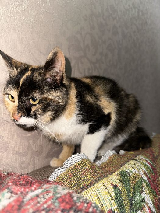 В добрые руки / Bepul mushuk