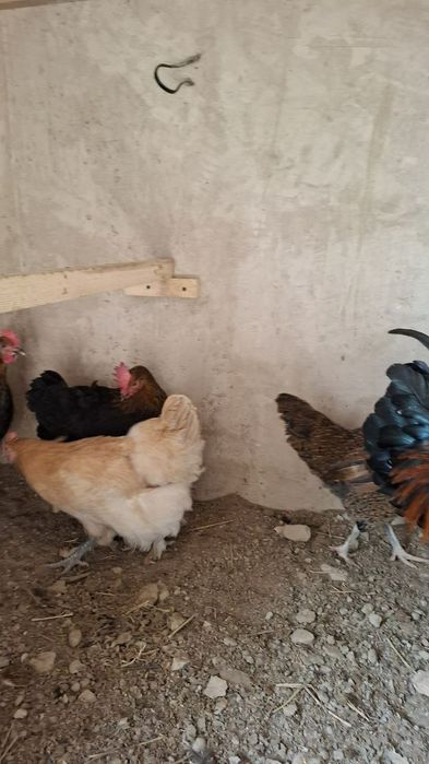 Жўжа Тўвуқ ва хўроз сотилади